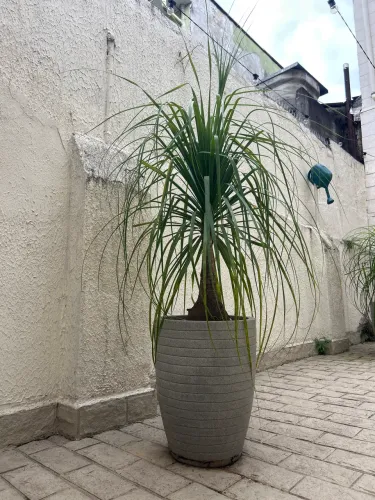 Planta Pata de elefante