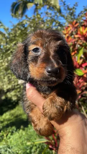 Dachshund Pelo longo disponível