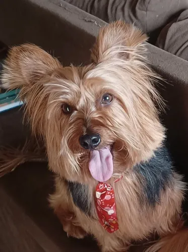 Cachorro macho vira lata para doação