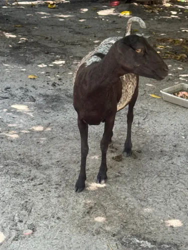 Ovelha Esperando Filhotes
