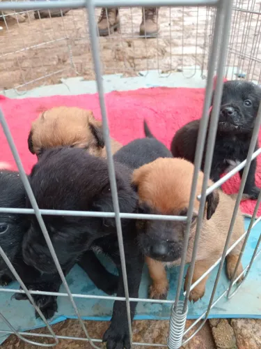 Doando esses cachinhos 