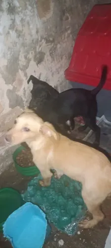 Doação de Filhotes de Cachorro