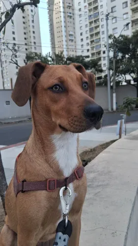 Adoção responsável