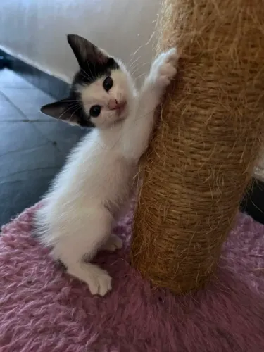 Gatinho Filhote / Gatinhos filhotes 