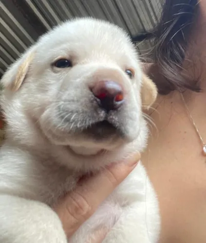 Filhotes Pitbull c ChowChow/Sharpei