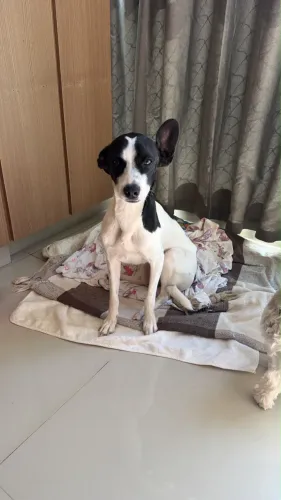 Adoção