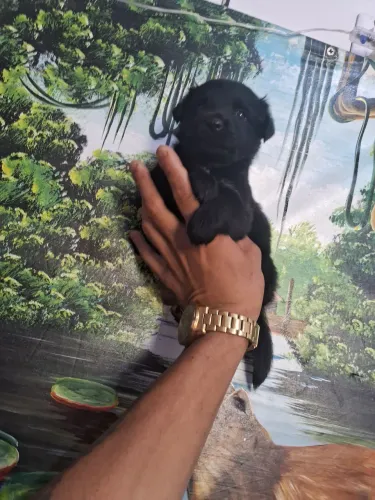 Poodle miniatura toy 