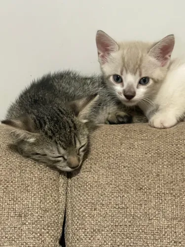 Gatinhos para adoção