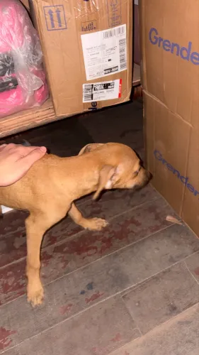 Cachorro para doação