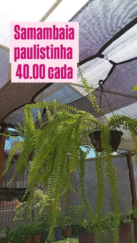 Samambaia paulistinha