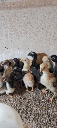 Pintinhos GSB Balão