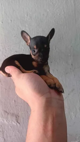 Canil cachorro pinscher