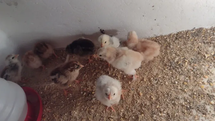 Pintainhos caipiras retirar na cic 