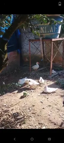 Vende se patos
