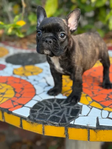 Bulldog francês macho tigrado pocket