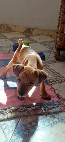 Filhote de pinscher 2 macho na cor caramelo