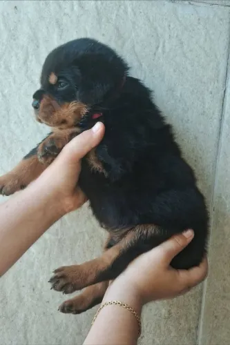 Casal de rottweiler