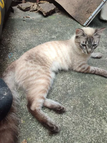 Gatinhas castradas