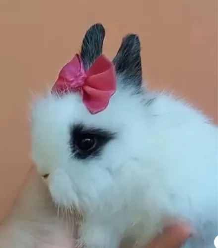 Filhotes Mini Lion Head