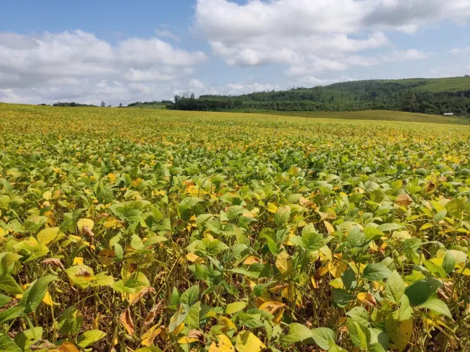 Sítio 4 Alqueires Plantado 3,5 Alqueires, Ótima Localização