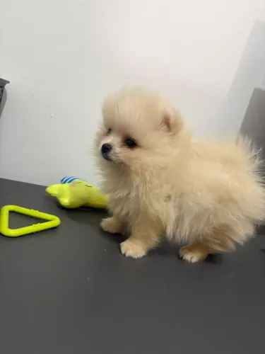 Spitz alemão Lulu da pomerania