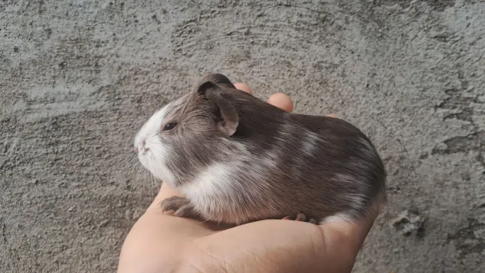 Porquinho da índia filhote macho