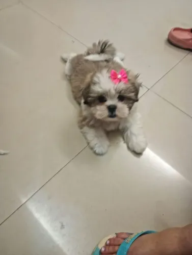 Venda de Lhasa apso filhote