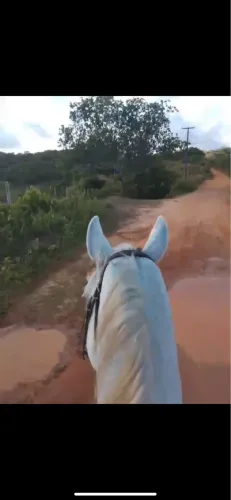 Cavalo de vaquejada 