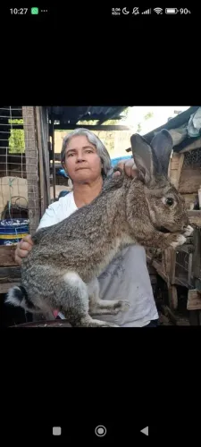 Casal de coelho gigante de Flandres