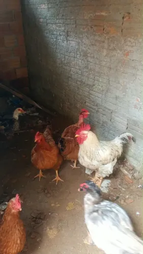 Galinhas e galo
