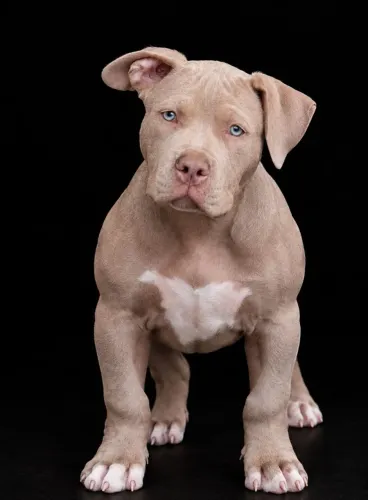 Filhotes de American Bully XL / Brazillian Bull / Pit Monster