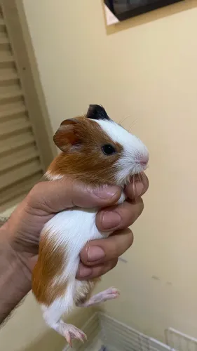 Porquinho da índia 