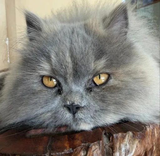 Gata Persa