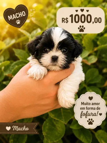 Sua casa Alegre, Shihtzu Filhotes Brincalhões