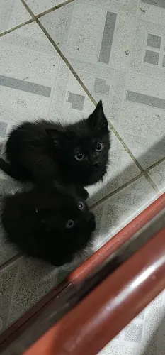 2 Gatinhos filhotes machos