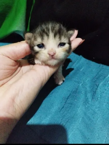 Gato persa filhotes para reservar