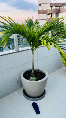 Palmeira veitchia