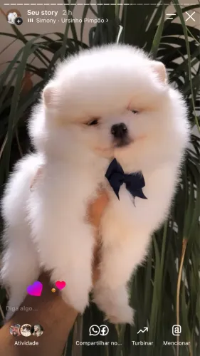 Lindo machinho de Lulu da Pomerania 