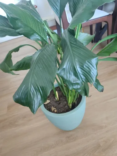 Planta - Lírio