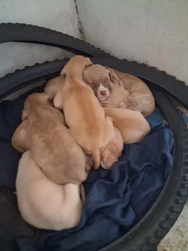 Cachorro Pitbull A.P.BT puro. Pode escolher nesse valor cada tem 3 fêmea e 2 macho