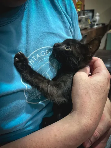 Gatinha filhote para adoção tem por volta de 1 mês. Super carinhosa e aaaama brincar.