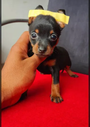 Pequeno Pinscher Macho Muito Lindo