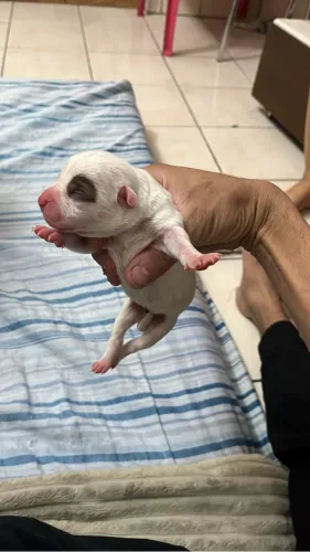 Filhotes de Pitbull