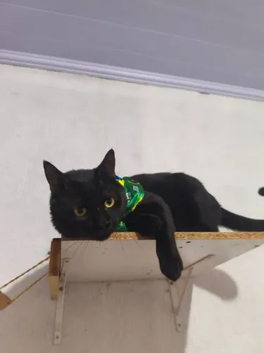 Gato preto pra adoção (marabô) 