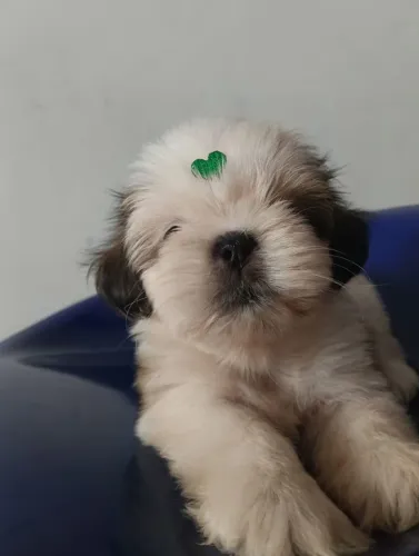 VENDO SHIH TZU FÊMEA......