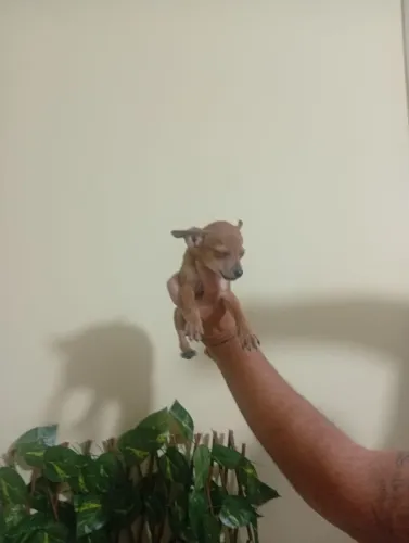 Pinscher Zero Macho Super Brincalhão