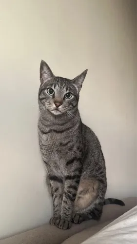Doa-se gatinho?