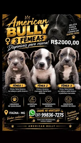 American Bully