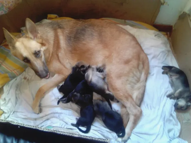 Vendo filhotes de pastor alemão macho