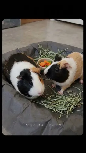 Porquinho da índia